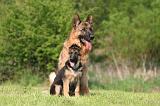 BERGER ALLEMAND 1358